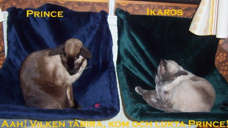 Prince o Ikaros